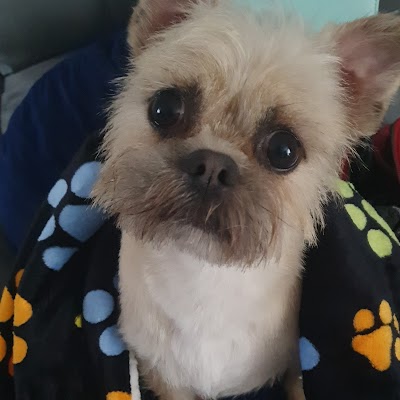 Photo associated with Ruff 2 Buff Dog Grooming