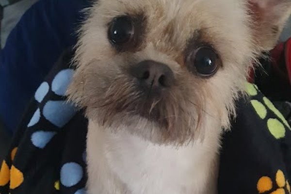 Photo associated with Ruff 2 Buff Dog Grooming