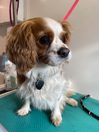 Photo associated with Kay 9 Grooming