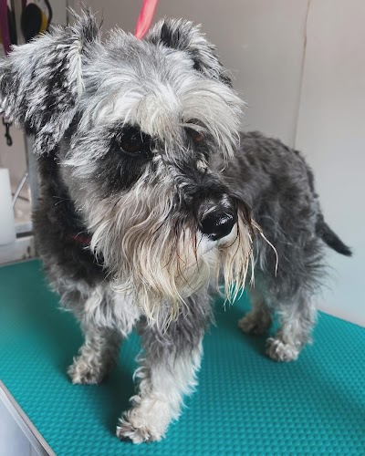 Photo associated with Kay 9 Grooming