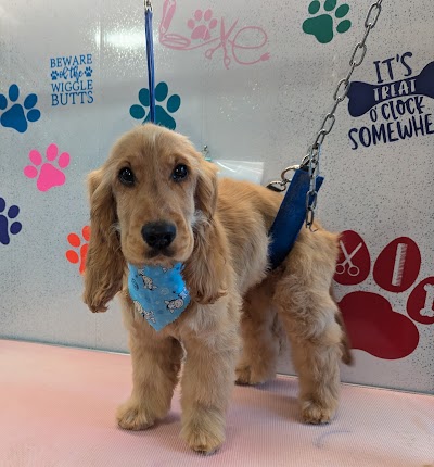 Photo associated with Lou's Pawfect Groom