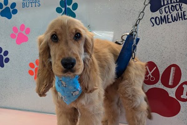 Photo associated with Lou's Pawfect Groom