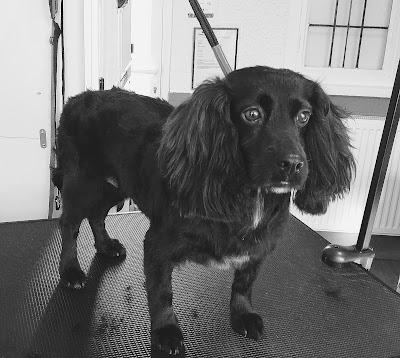 Photo associated with Lou's Pawfect Groom