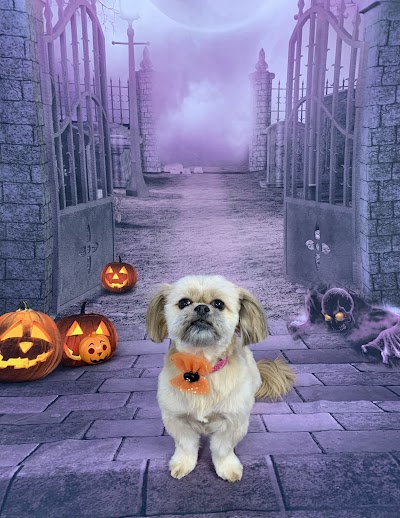 Photo associated with Buzzpup