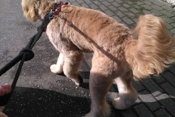 Photo associated with Wags to Riches