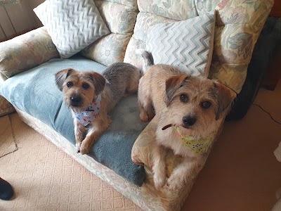Photo associated with Wags to Riches
