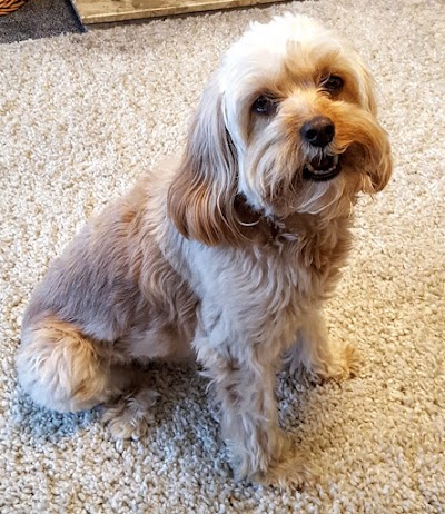 Photo associated with Ruff to Fluff Grooming