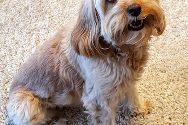 Photo associated with Ruff to Fluff Grooming