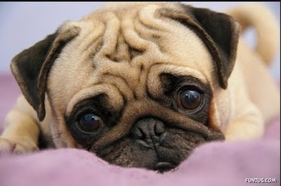 Photo associated with Pugs and Kisses Professional Dog Groomers