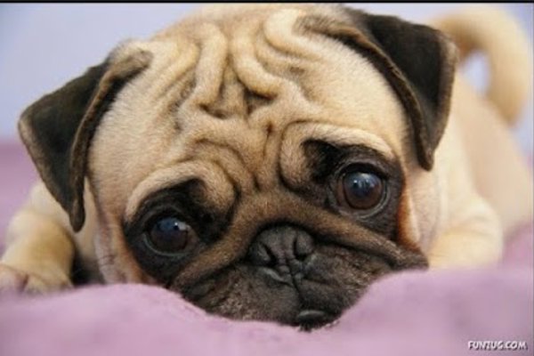 Photo associated with Pugs and Kisses Professional Dog Groomers