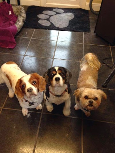 Photo associated with Pugs and Kisses Professional Dog Groomers