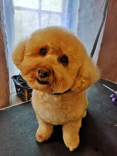 Photo associated with Ritas Dog Parlour