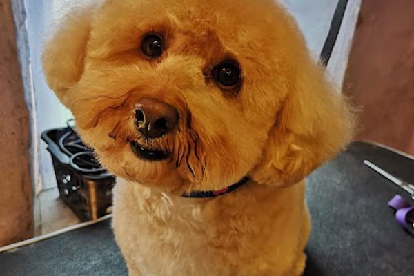 Photo associated with Ritas Dog Parlour