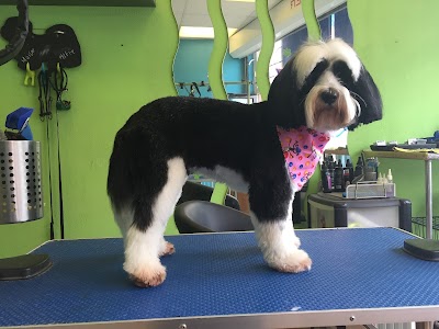 Photo associated with Shampoochie Dog Grooming Stockport