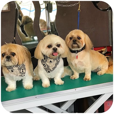 Photo associated with Shampoochie Dog Grooming Stockport