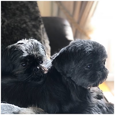 Photo associated with Shampoochie Dog Grooming Stockport