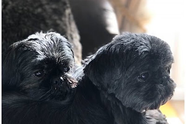 Photo associated with Shampoochie Dog Grooming Stockport