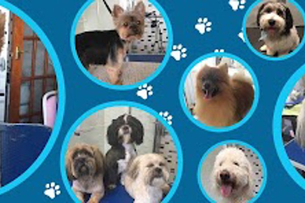 Photo associated with Eliza's Dog Grooming