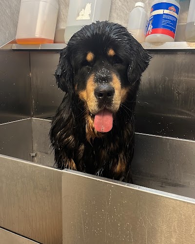 Photo associated with Super Grooms Dog Grooming Yoker