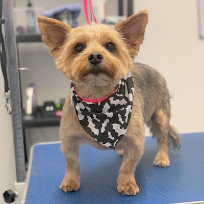 Photo associated with Super Grooms Dog Grooming Yoker