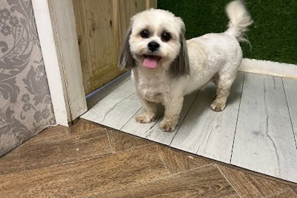 Photo associated with Super Grooms Dog Grooming Yoker