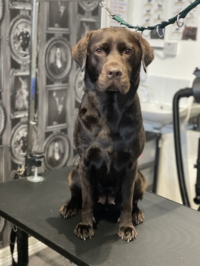 Photo associated with Fraser&pooch dog groomers liverpool