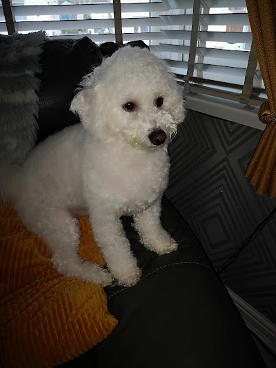 Photo associated with Debbie's Dog Grooming