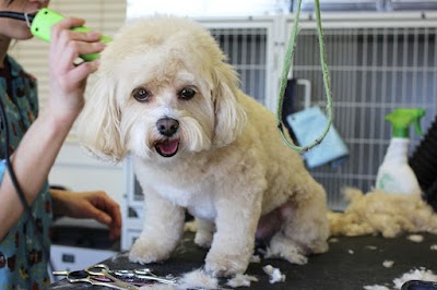 Photo associated with Debbie's Dog Grooming