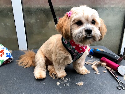 Photo associated with The Big Paws Little Paws Co.
