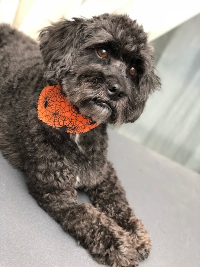 Photo associated with The Big Paws Little Paws Co.