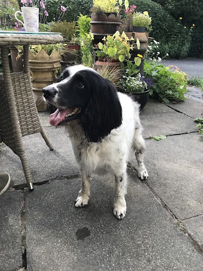 Photo associated with Bobbies Dog Grooming