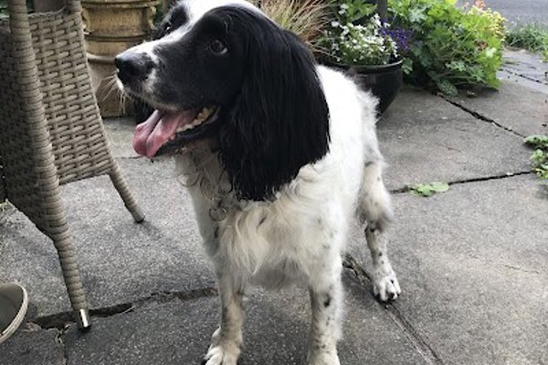 Photo associated with Bobbies Dog Grooming