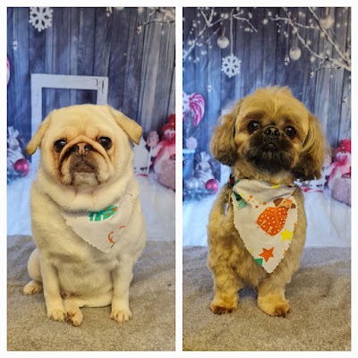 Photo associated with Woof to Wonderful, Dog Groomer