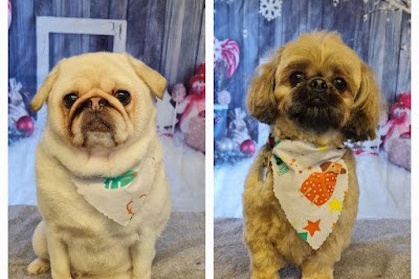 Photo associated with Woof to Wonderful, Dog Groomer