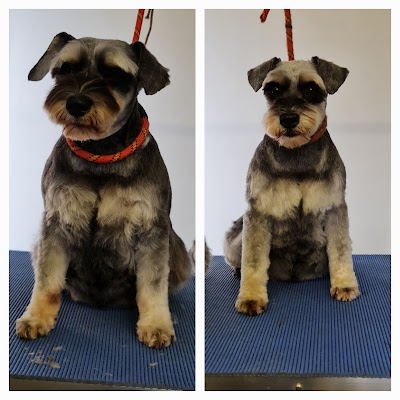Photo associated with Woof to Wonderful, Dog Groomer