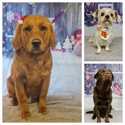 Photo associated with Woof to Wonderful, Dog Groomer