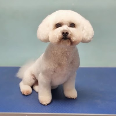 Photo associated with Phoenix Dog & Cat Grooming Ltd