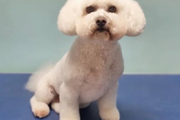 Photo associated with Phoenix Dog & Cat Grooming Ltd