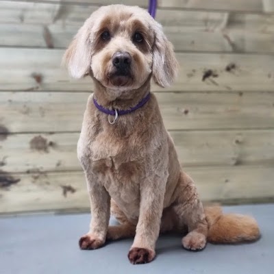 Photo associated with Phoenix Dog & Cat Grooming Ltd