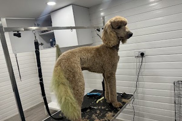 Photo associated with Peticure Dog Grooming