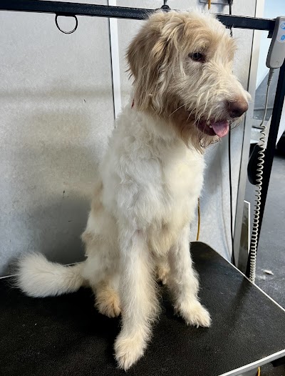 Photo associated with Real Pet Groomers