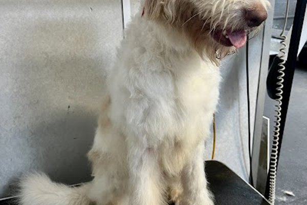 Photo associated with Real Pet Groomers