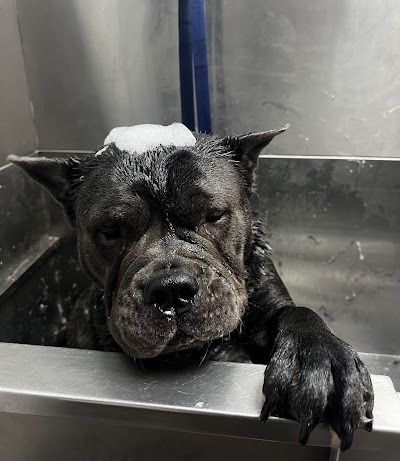 Photo associated with Real Pet Groomers