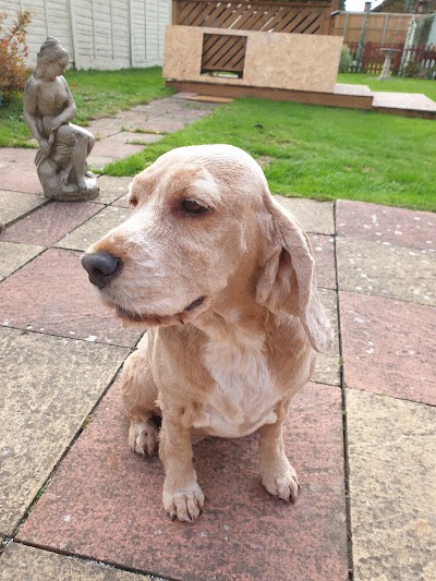 Photo associated with Myra's Canine Beautician