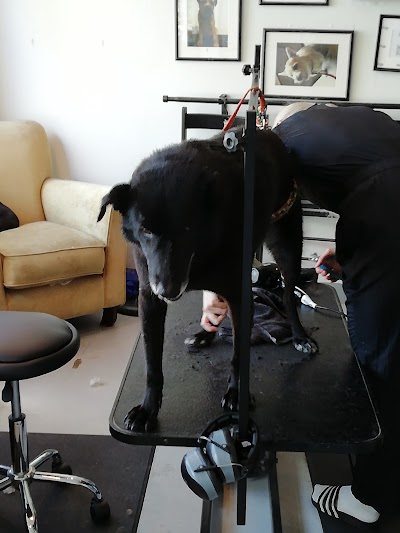 Photo associated with Bob the Dog Shop & Grooming