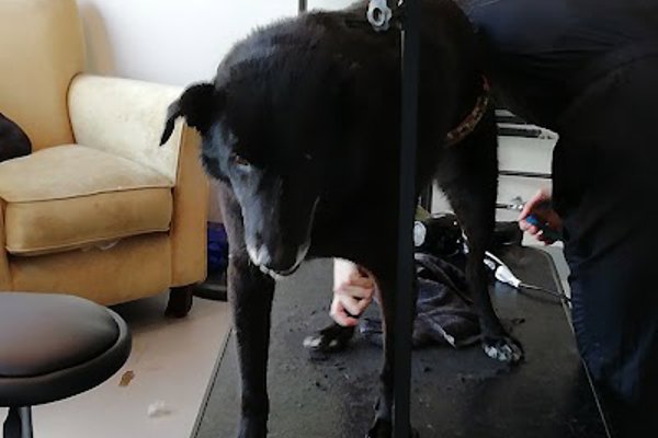Photo associated with Bob the Dog Shop & Grooming