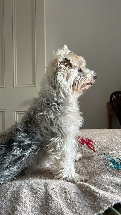 Photo associated with Bob the Dog Shop & Grooming