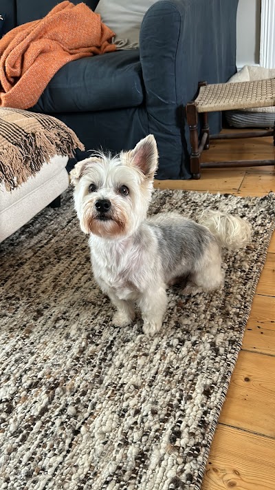 Photo associated with Bob the Dog Shop & Grooming