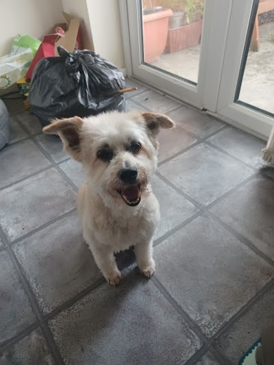Photo associated with Forest East Dog Grooming