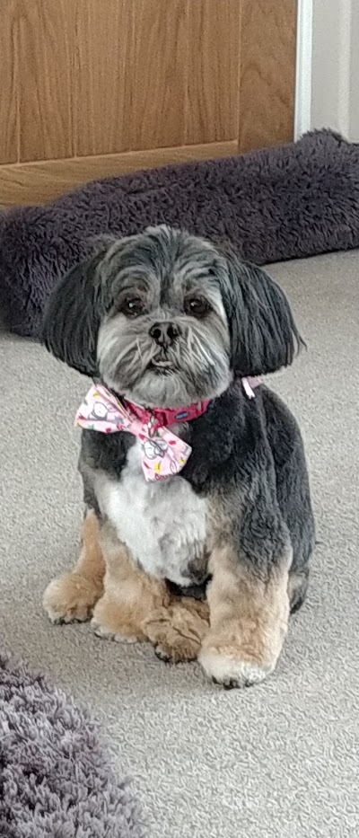 Photo associated with Starlight Dog Grooming Studio